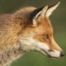 Profilbild von 🏴󠁧󠁢󠁳󠁣󠁴󠁿🏴󠁧󠁢󠁷󠁬󠁳󠁿🇮🇪sepratistfox