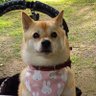 Profilbild von 柴犬りんちゃんと愉快なわんこ達