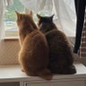 Фото профиля きなり