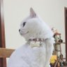 Profilbild von 李汤圆