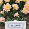 Фото профиля 椿