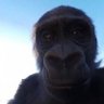 university graduate, gorilla studies's profile picture