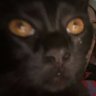 Yuboe's profile picture