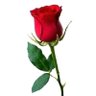 wahyu's profile picture
