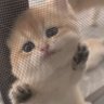 Profilbild von あお