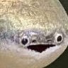 ããã©ãè±'s profile picture