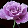 Ghaith Ahmed's profile picture