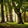 Фото профиля Colin Laurence
