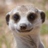 Rolf Geisler 的头像
