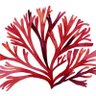 Profilbild von Algavermelha