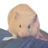 Profilbild von こにしり@5246