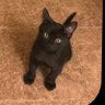 Voidkitty's profile picture