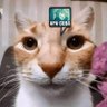 Mister Noob profil fotoğrafı