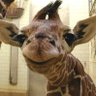 UJ_roc's profile picture