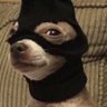 Profilbild von Pissed Chihuahua