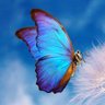 Фото профиля morpho butterfly