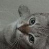 ข้าวปั้น's profile picture
