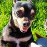 Фото профиля TheDoubleM’s MaggieMay MiniMia Francie