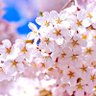 Фото профиля 白いはな