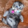 Фото профиля catty_catss