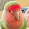 Chachi the Bird profil fotoğrafı