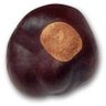 The Buckeye Nut profil fotoğrafı