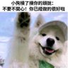狗东西 profil fotoğrafı
