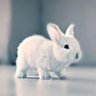 zeĺl 💜🌹🐰🧸's profile picture