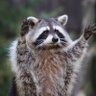 2AM TrashPandaFN's profile picture