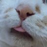 くろねこ^•ﻌ•^ profil fotoğrafı
