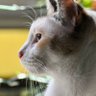 Profilbild von 羽鳥写真館