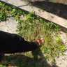 Wongg profil fotoğrafı
