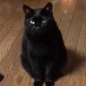 ハルカ's profile picture
