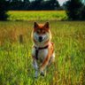 Économie, Sciences, Animaux profil fotoğrafı