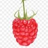 TheNostalgicRaspberry's profile picture