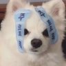 Profilbild von 姑苏