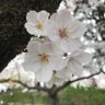はやたか profil fotoğrafı