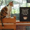 RationalMeowm's profile picture