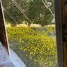 Фото профиля مشعل. البحيري