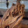 Profilbild von アクロカントイ