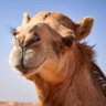 Le Chameau éclairé 🐫's profile picture