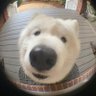 Profilbild von Chemy Bji