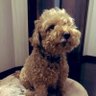 Mr.J【Yupa】 profil fotoğrafı