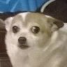 Vectrex's profile picture
