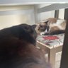 Troll da Hilda profil fotoğrafı