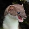 Weaselpox profil fotoğrafı