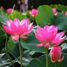 rani ko raja 的头像