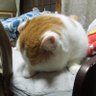 フミチカ's profile picture