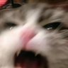 Puysaffm's profile picture