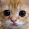 Farit's profile picture
